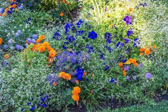 Colorful flowers bloom in a garden during summer in a vibrant garden setting