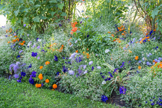 Colorful flowers bloom in a garden during summer in a vibrant garden setting