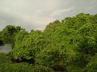 Lush green vegetation covering trees along a riverbank under a cloudy sky © Talib