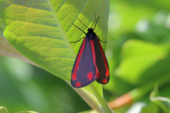 The cinnabar moth (Tyria jacobaeae) is a brightly coloured Arctiinae moth found as a native species in Europe and western and central Asia