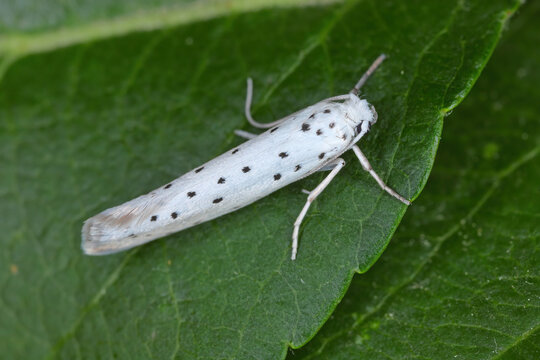 Yponomeuta malinellus, the apple ermine. The larvae feed on apple species. They can defoliate apple trees, and negatively impact fruit production for several years following an outbreak