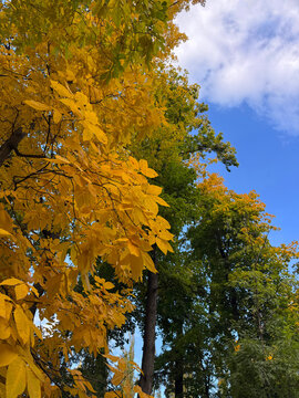 Fall foliage Shagbark hickory carya ovata tree