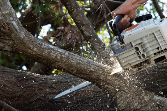 Close-up of a man in a tree chopping down a branch with a chainsaw