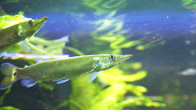 Hujeta Gar Swimming Among Aquatic Plants Underwater