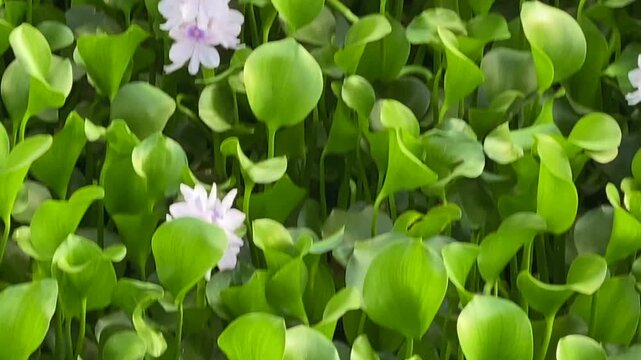 Purple flowers of South American water lily, Costa rica