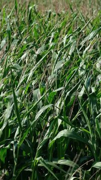 Vertical video of a lush green corn field swaying gently in the wind. Tall corn plants and long leaves move naturally with the breeze, creating a dynamic summer agricultural landscape.