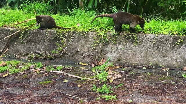 South American coati (Nasua nasua) on the road in Costa Rica