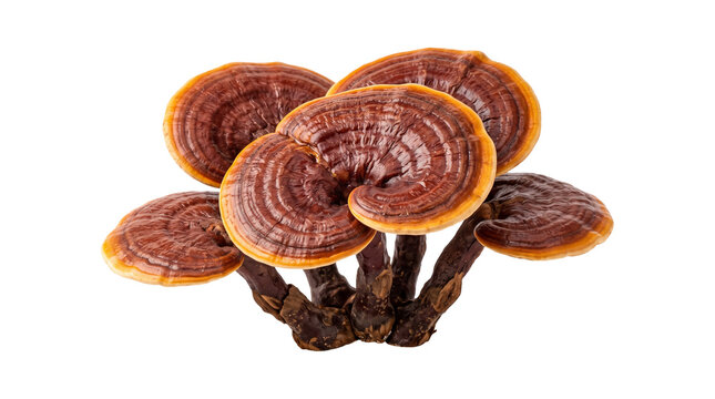 Lingzhi reishi mushrooms cluster with glossy brown caps and stems isolated on transparent background.