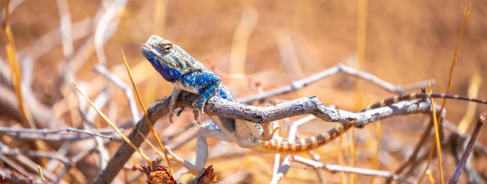 The blue agama sits in ambush on sand and branches and hunts for insects. Beautiful blue lizard close-up in the wild.