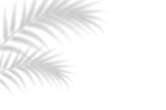 Soft shadows of tropical palm leaves on a white wall background