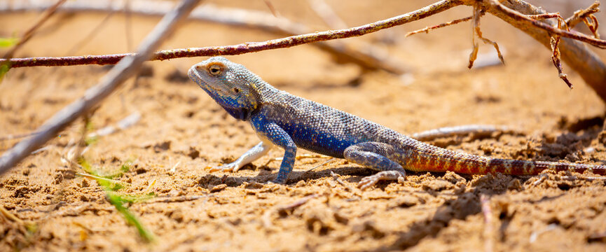 The blue agama sits in ambush on sand and branches and hunts for insects. Beautiful blue lizard close-up in the wild.