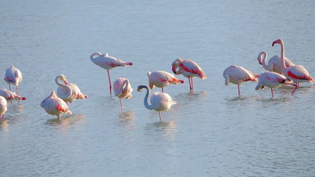 Landscape with a flock of pink flamingos , Phoenicopterus roseus in a salt lake , Calpe , Spain
