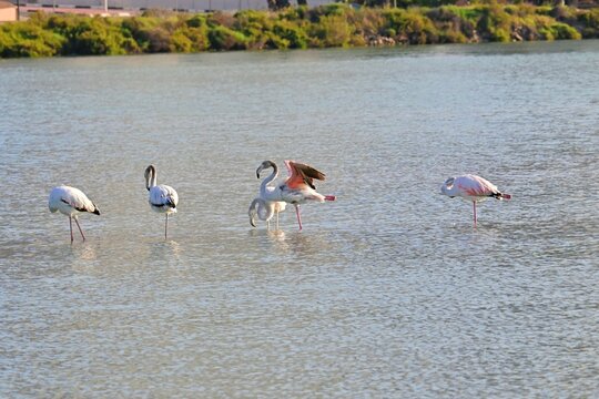 Landscape with a flock of pink flamingos , Phoenicopterus roseus in a salt lake , Calpe , Spain