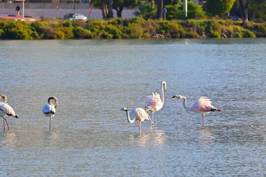 Landscape with a flock of pink flamingos , Phoenicopterus roseus in a salt lake , Calpe , Spain