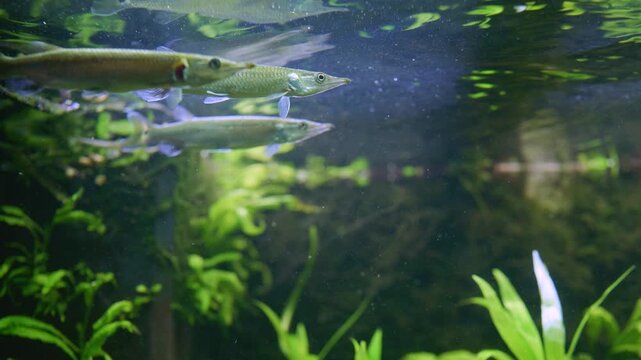 Group of Hujeta Gar Fish Swimming in Tropical Aquarium 