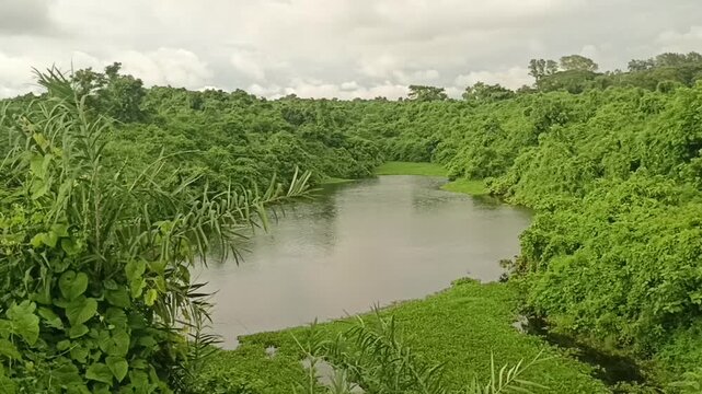 A serene pond surrounded by lush green forest and dense vegetation
