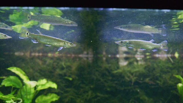 Group of Hujeta Gar Fish Swimming in Tropical Aquarium 3