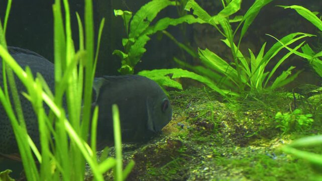 Cichlasoma Severum Guards Eggs in Planted Freshwater Aquarium 01