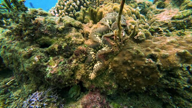 Fluted giant clam (Tridacna squamosa) filmed underwater near Hon Kho, Quy Nhon, Vietnam. The giant clam is recognizable by the wavy, scalloped edges of its shell and colorful mantle. Tropical marine