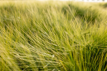 Fototapeta premium field of wheat during summer