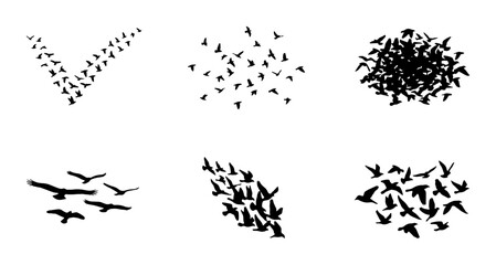 Obraz premium Flock of Birds Vector Silhouettes, V Formation, Swarm, Migration Patterns, Animal Graphics