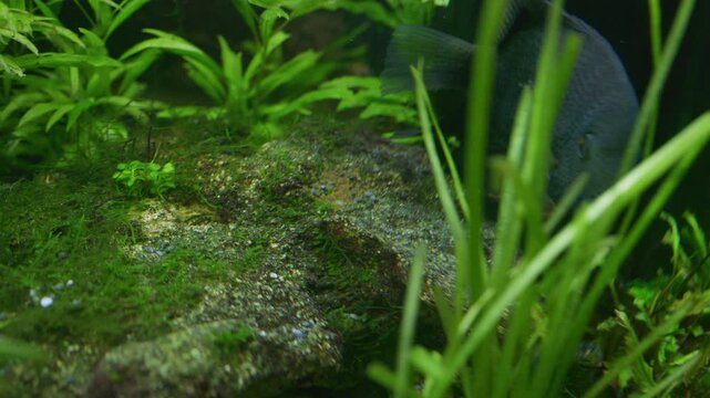 Cichlasoma Severum Guards Eggs in Planted Freshwater Aquarium 