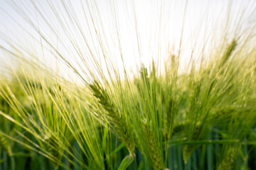 Fototapeta premium field of wheat during summer