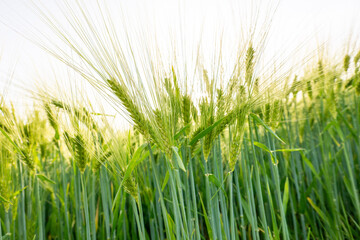 Fototapeta premium field of wheat during summer