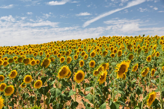 Sunflower field blooming under blue summer sky