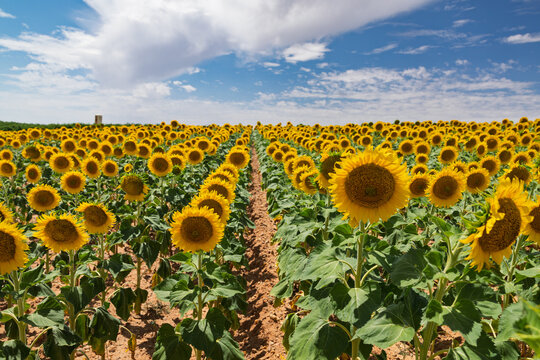 Field of blooming sunflowers under blue sky in rueda