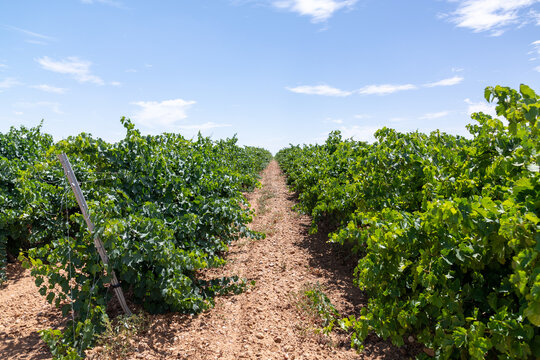 Rueda valladolid vineyard rows under summer blue sky