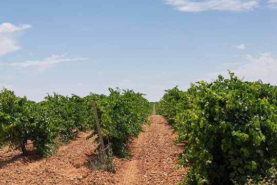 Vineyard rows in rueda valladolid region