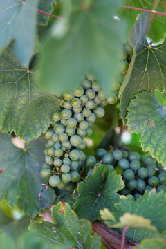 Green grape bunches growing on a verdejo vine