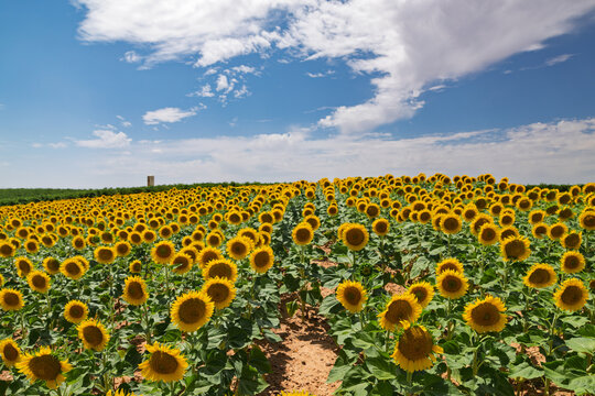Sunflower field in rueda, valladolid under blue sky