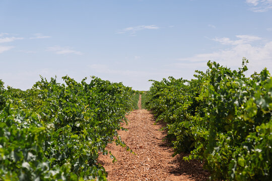 Rueda vineyard showing grapevines in summer season