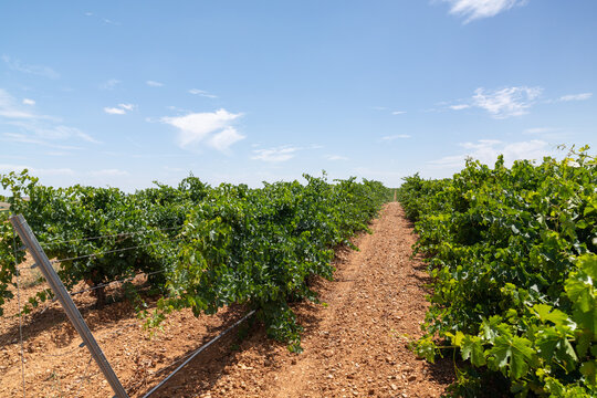 Rueda vineyard rows under summer blue sky