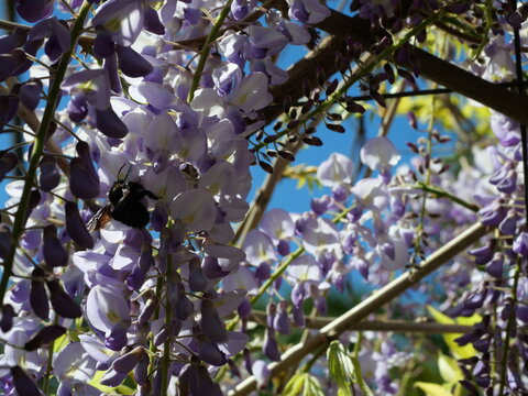 Violet carpenter bee collecting nectar on wisteria flowers. Close up in sunlight with blurred background. Xylocopa violacea.