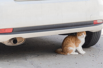Ginger cat resting under parked car on sunny street. © liukovmaksym