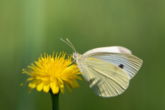 A small cabbage white butterfly (Pieris rapae) is perched on a yellow wildflower and is partially covered with pollen.