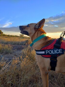 perro atardecer