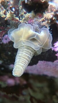Observe the elusive Stalked Jellyfish, Lucernaria quadricornis, in its Arctic Ocean habitat. This captivating Cnidarian displays delicate movements and intricate details in the cold underwater realm.