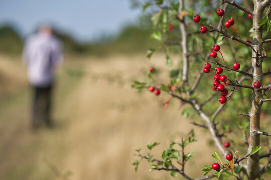 red berries on a bush with person in soft focus 