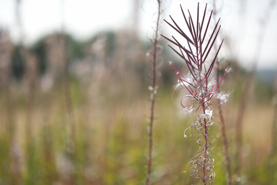Plant in selective focus with dry grass bokeh background 