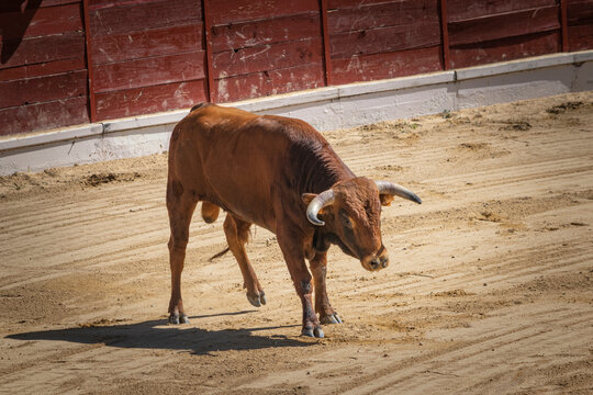 Toro rubio en plaza de toros