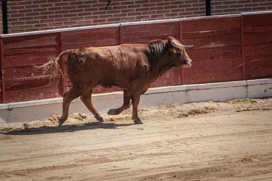 Toro rubio en plaza de toros