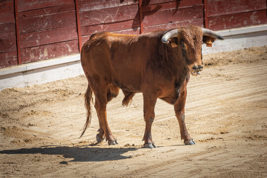 Toro rubio en plaza de toros