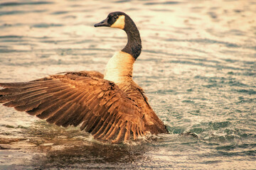 Canada goose (Branta canadensis) bathing, lake Ontario, Canada © Victor Korchenko
