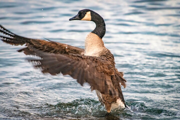 Canada goose (Branta canadensis) bathing, lake Ontario, Canada © Victor Korchenko