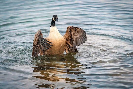 Canada goose (Branta canadensis) bathing, lake Ontario, Canada