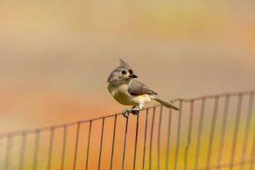 Tufted Titmouse (Baeolophus bicolor) on the fence, small American songbird, is non-migratory . © Denny